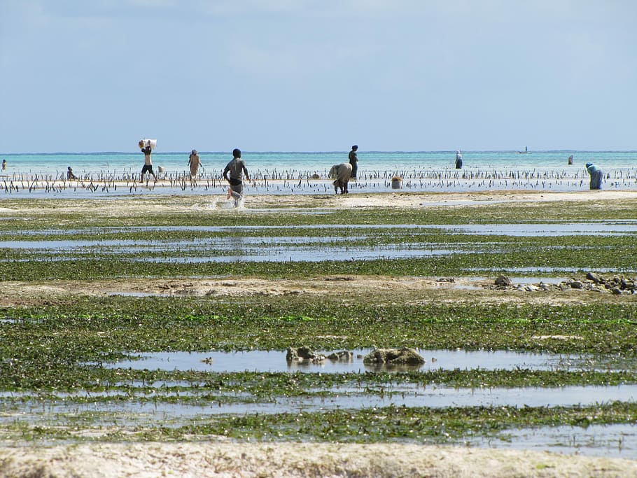 Zanzibar, Pantai, Anak, Lari, Garis, lari anak, memetik rumput, gulma, laut, hewan