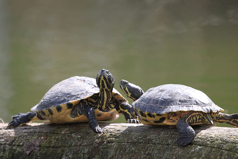 turtles, water, animal, animal world, nature, reptile, slowly, pond, armored, tortoise shell