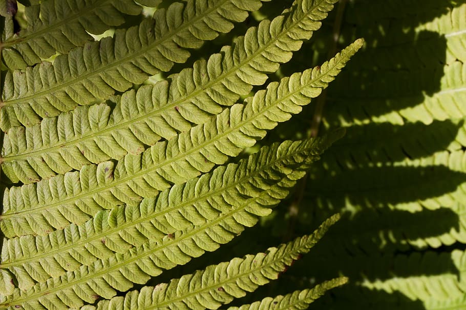 fern, fiddlehead, green, plant, vessel sporenpflanze, summer, structure, shadow, macro, fund