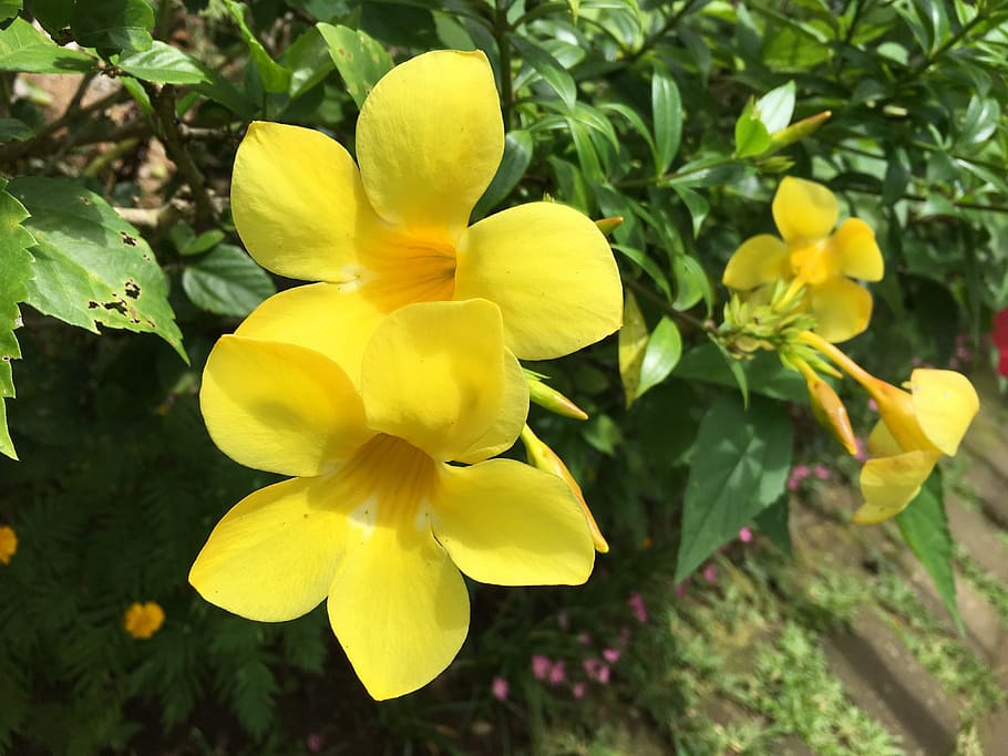 two yellow flowers, yellow bell, yellow bell flower, flower, nature, floral, plant, garden, trumpet, stans