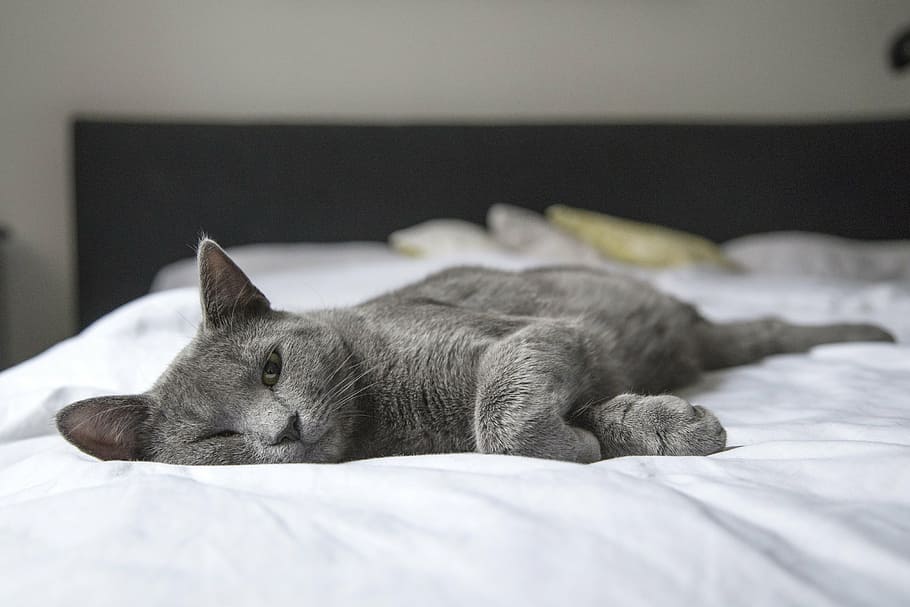 short-coated, gray, cat, bed, lay, bedroom, kitty, animal, home, domestic