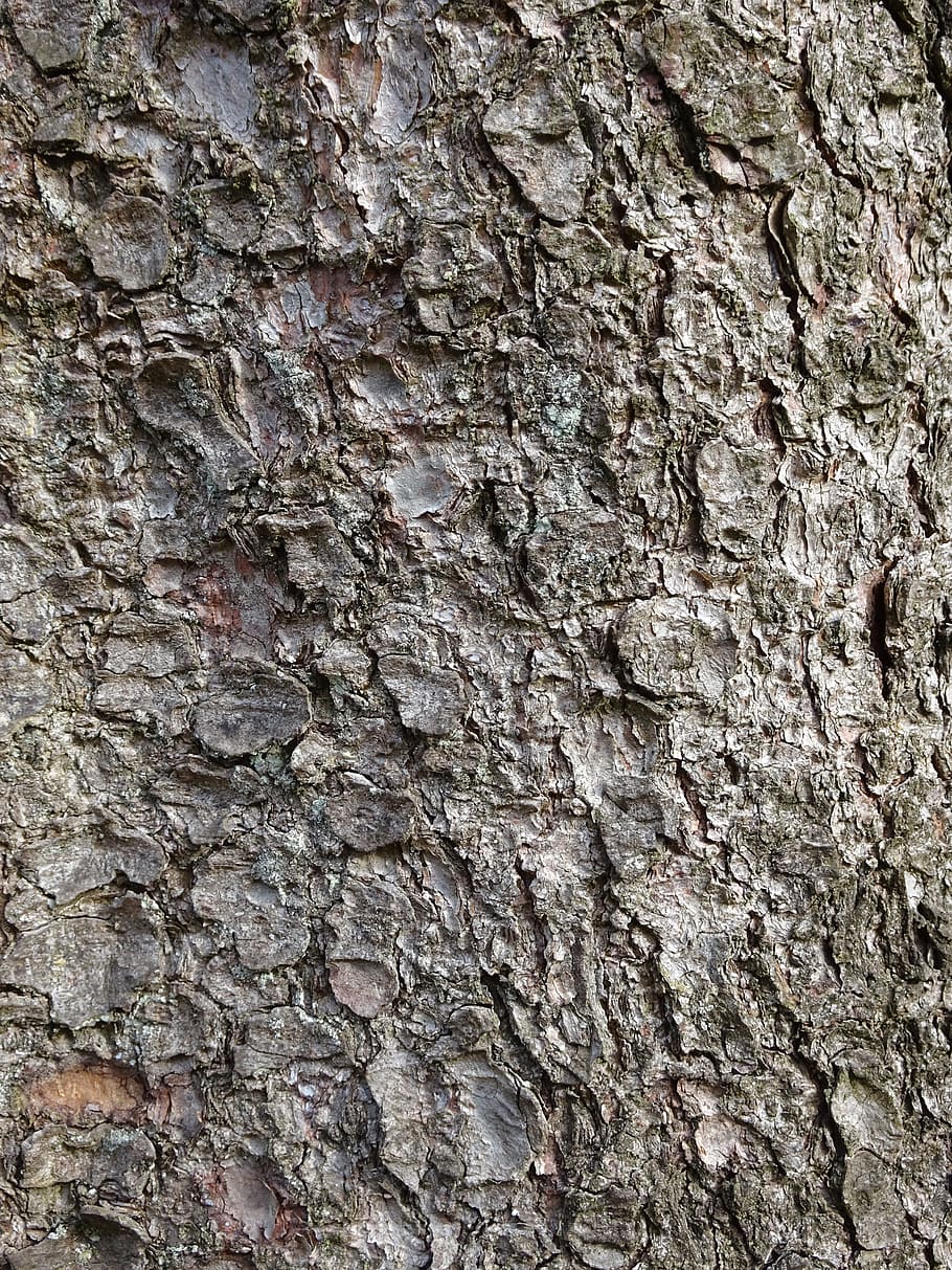 structure, bark, tree, backgrounds, textured, full frame, rough, pattern, close-up, wall