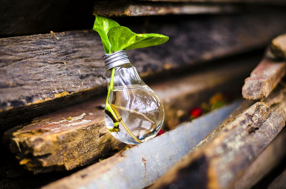 bulb vase, green, leafed, plant, brown, lumber, bulb, light, recycle, water