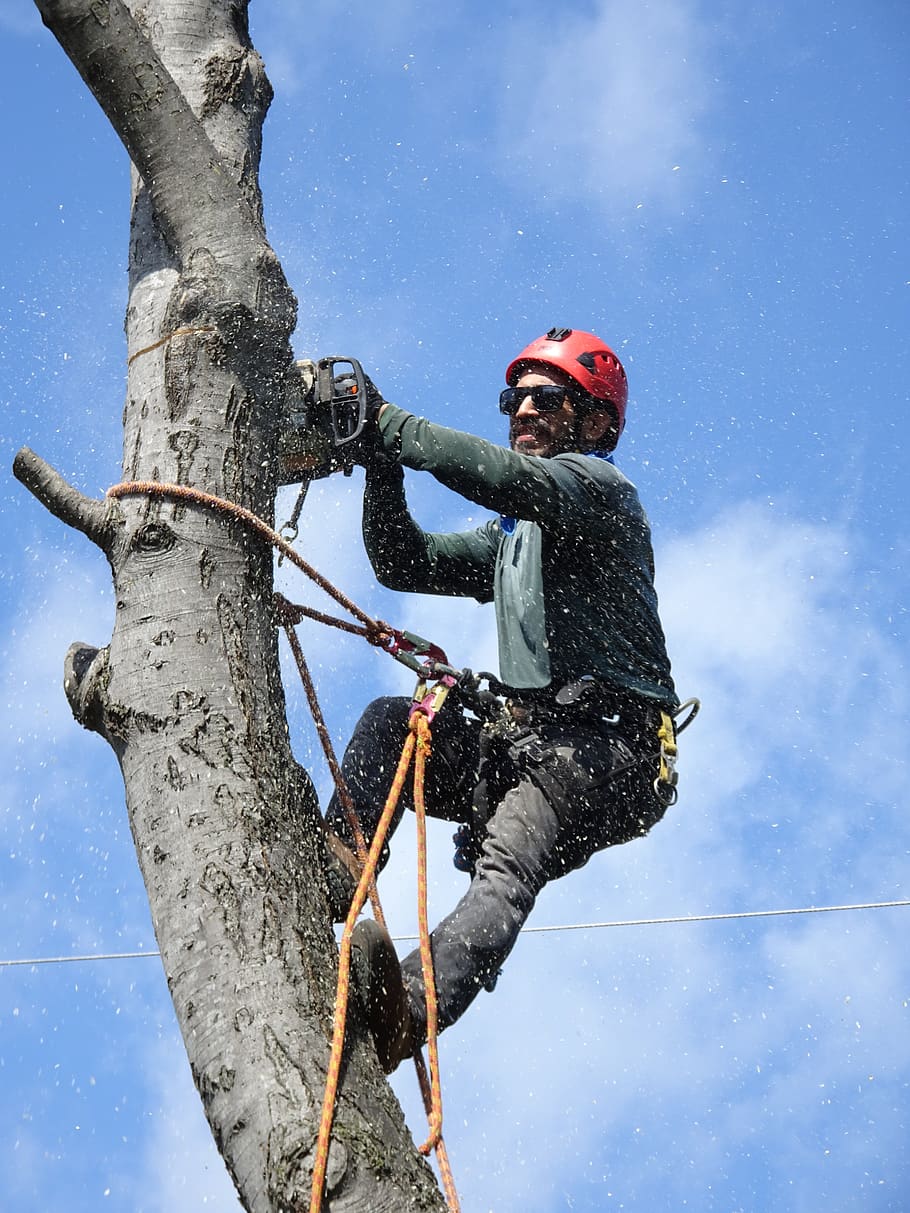 lumberjack, tree-service, tree-trimming, tree-worker, tree-cutting, tree-felling, timber, salas services, sky, low angle view