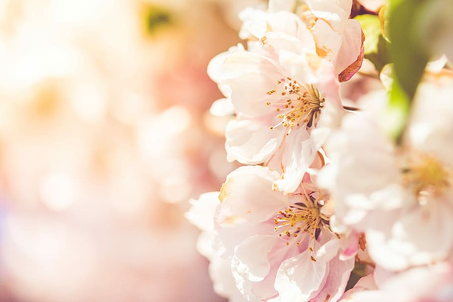 素晴らしい春の花, 素晴らしい, 春, 花, 美しさ, カラフル, 夢のような, 5月, 自然, ピンク