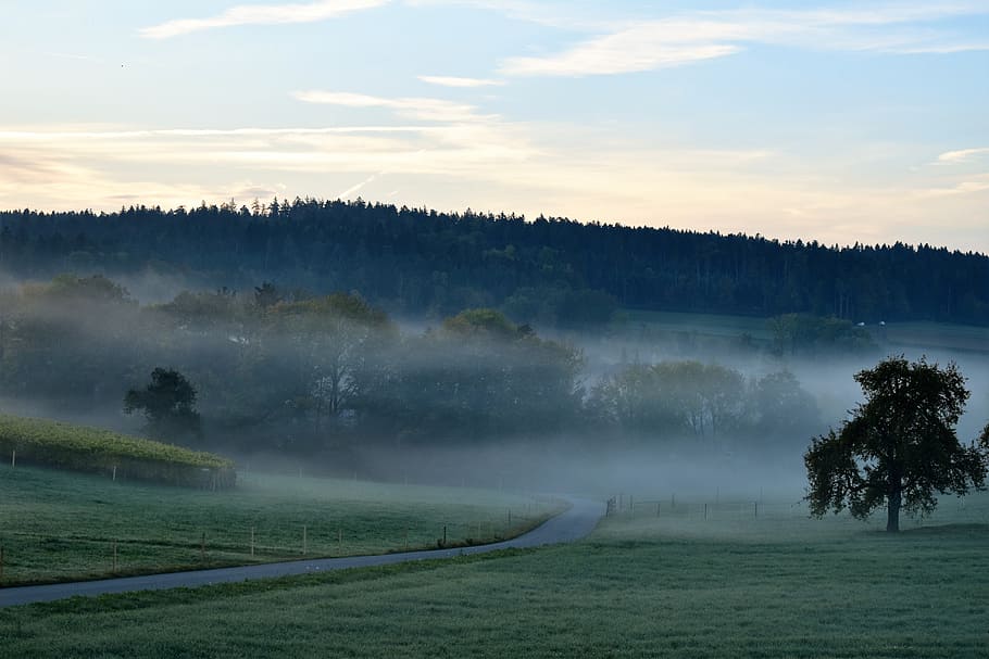 landscape, fog, morning, sunrise, nature, trees, mood, morgenstimmung, mountains, forest