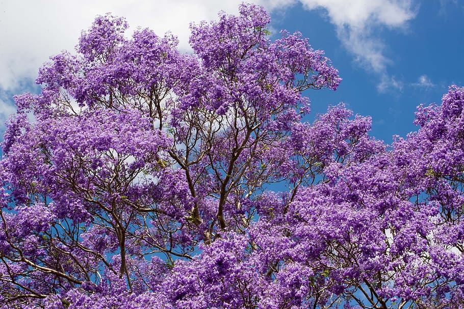 púrpura, cereza, flor, Jacaranda, árbol, flores, Australia, bonita, verano, belleza en la naturaleza