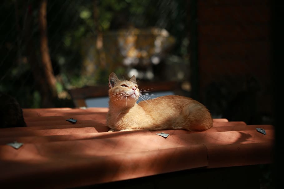 fotografía de silueta, naranja, atigrado, Fuera, Gato, Mascota, Felino, Animal, animal doméstico, cara de gato