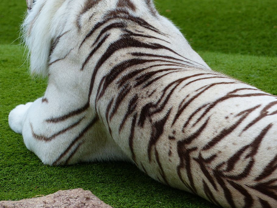 tigre albino, tendido, grassfield, durante el día, tigre, piel, piel de tigre, dibujo, blanco y negro, rayas