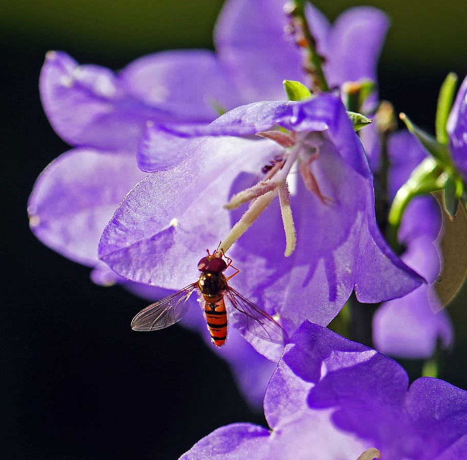 hoverfly, bellflower, stamens, wing, transparent, back light, top position, pollination, nectar, summer