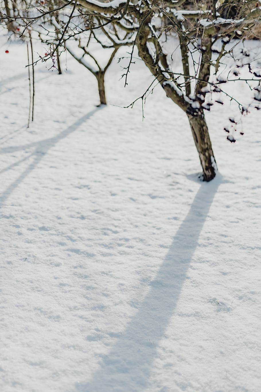 nieve, invierno, blanco, fresco, jardín, temperatura fría, árbol, color blanco, naturaleza, planta