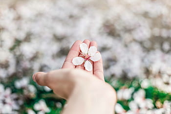 hand holding flower in palm