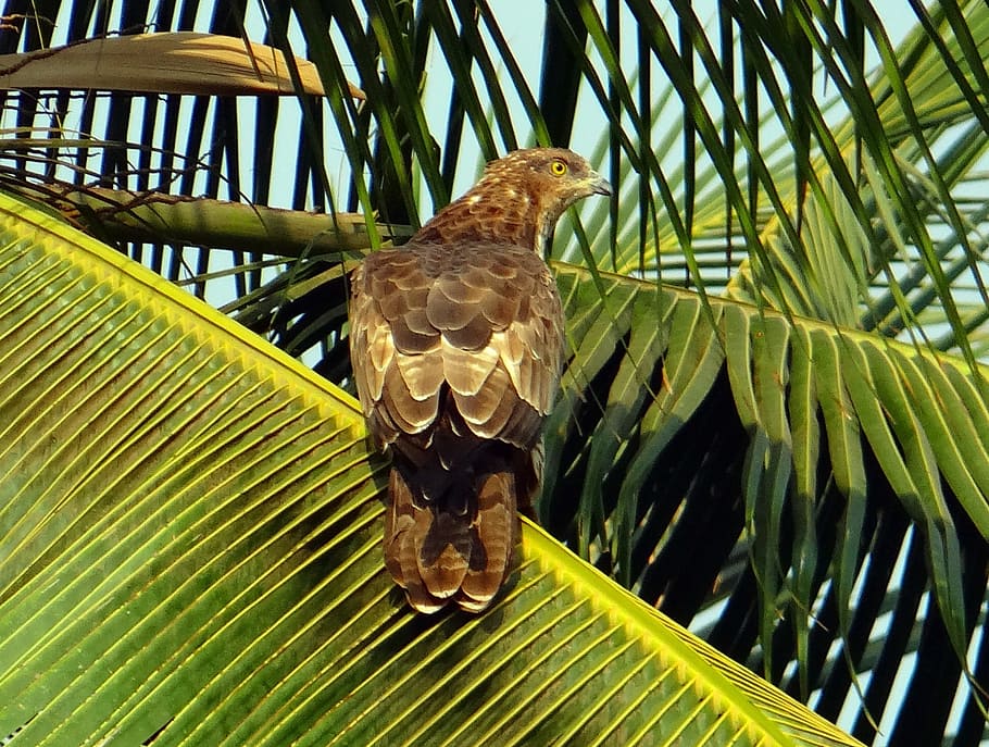 black kite, milvus migrans, kite, bird, bird of prey, accipitridae, raptor, hunter, scavenger, coconut tree