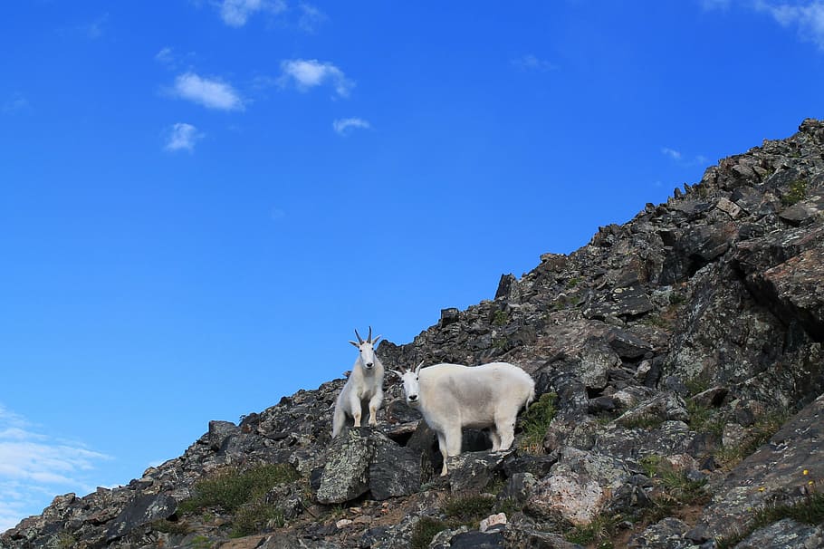 mountain goats, animals, colorado, wildlife, mountain, nature, goat, alpine, rocky, life