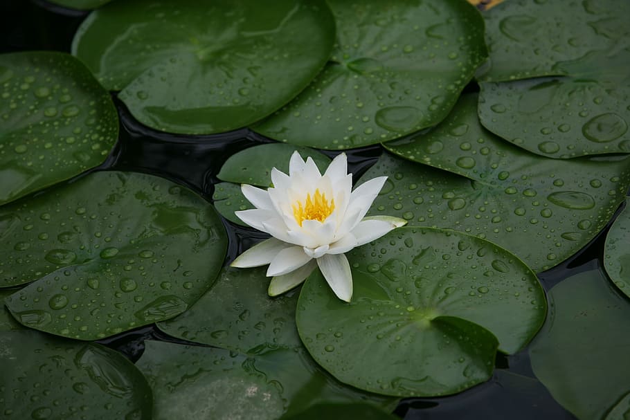 white lotus flower, Nature, Plants, Lotus Leaf, leaf, tabitha, lotus, blue, wipes, trickle