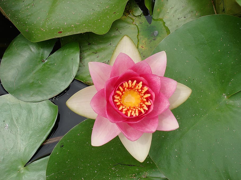 close-up photo, pink, close-up, Lotus flower, water lily, flower, aquatic plant, nuphar lutea, water, plant