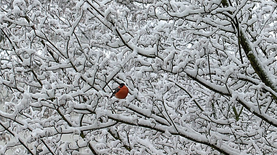 winter, snow, background, bird, red, bullfinch, cold, landscape, nature, wintry