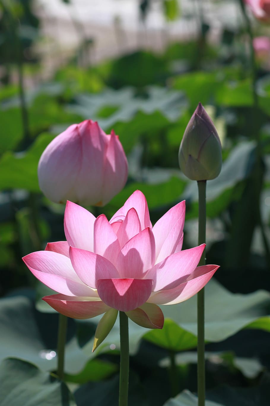 layang-layang, lotus, alam, bunga, lili air, tanaman, puncak, tanaman kolam, agama Budha, kolam