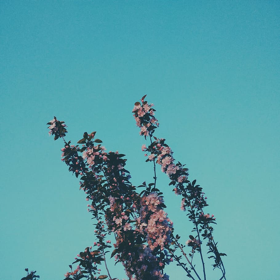 vista da planta, branco, marrom, flores, natureza, azul, vista de ângulo baixo, árvore, céu claro, dia
