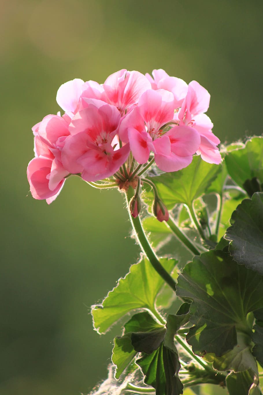macro shot photography, pink, flowers, Geranium, Flower, Macro, Nature, pink flower, green, pink color