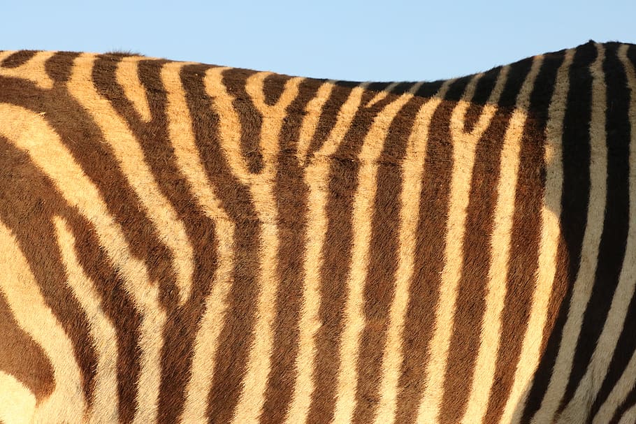 zebra, pattern, zebra pattern, fur, stripes, africa, texture, nature, animal, striped
