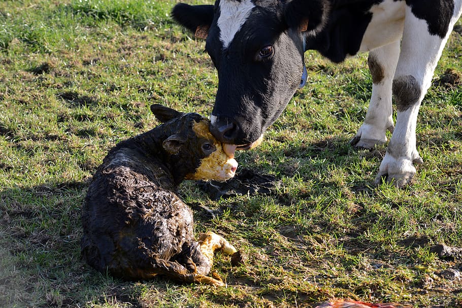 little calf, newborn, lick, maternal love, cow, calf, pasture, water, mammal, herkauwer