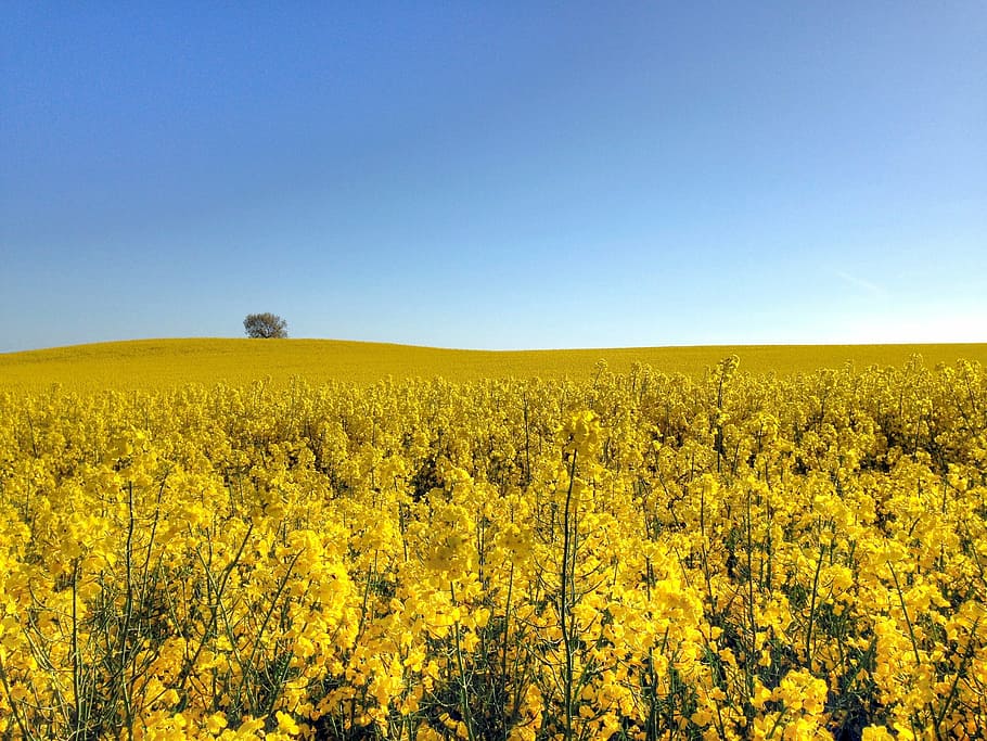 canola, field, go, summer, yellow, sweden, countryside, blue sky, sky blue, landscape