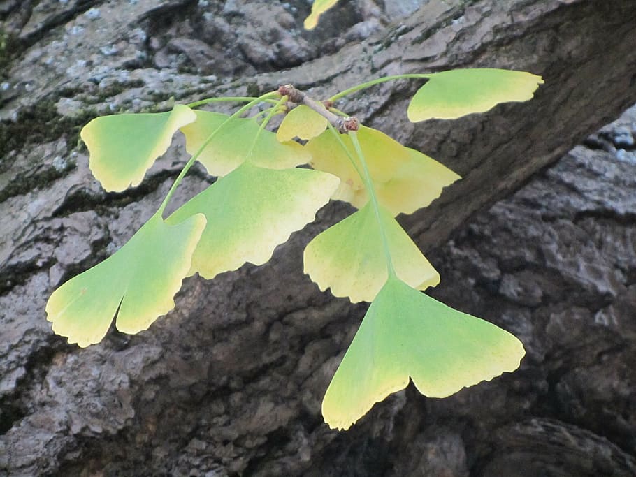 otoño, arboreto, ginkgo biloba, hojas de otoño, hoja, parte de la planta, primer plano, color verde, crecimiento, planta