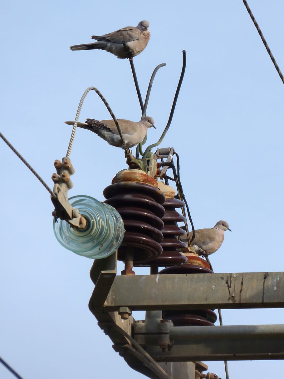 Turtledove, Transformer, Power Line, insulators, danger, electric shock, clear sky, low angle view, blue, day
