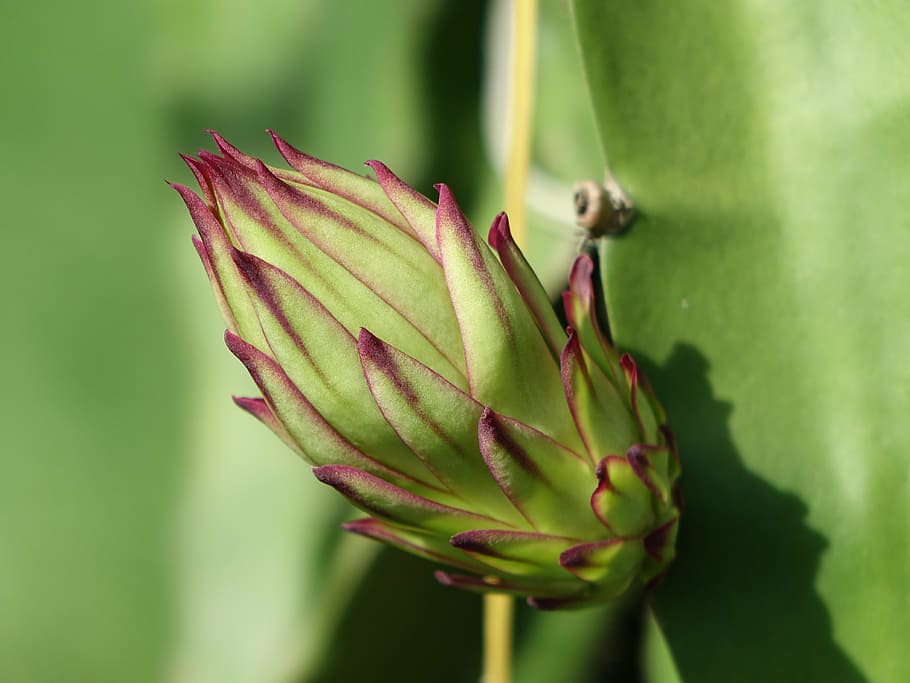 the pods, pitaya flower, big bud, bud, variety, cactus species, dragon fruit, green color, growth, nature
