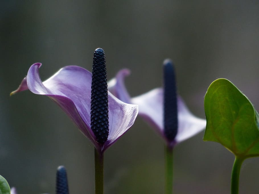 Spathiphyllum, hoja vaginal, flor, púrpura, violeta, banner de página, tablón, lirio de la paz, araceae, spathiphyllum cannifolium