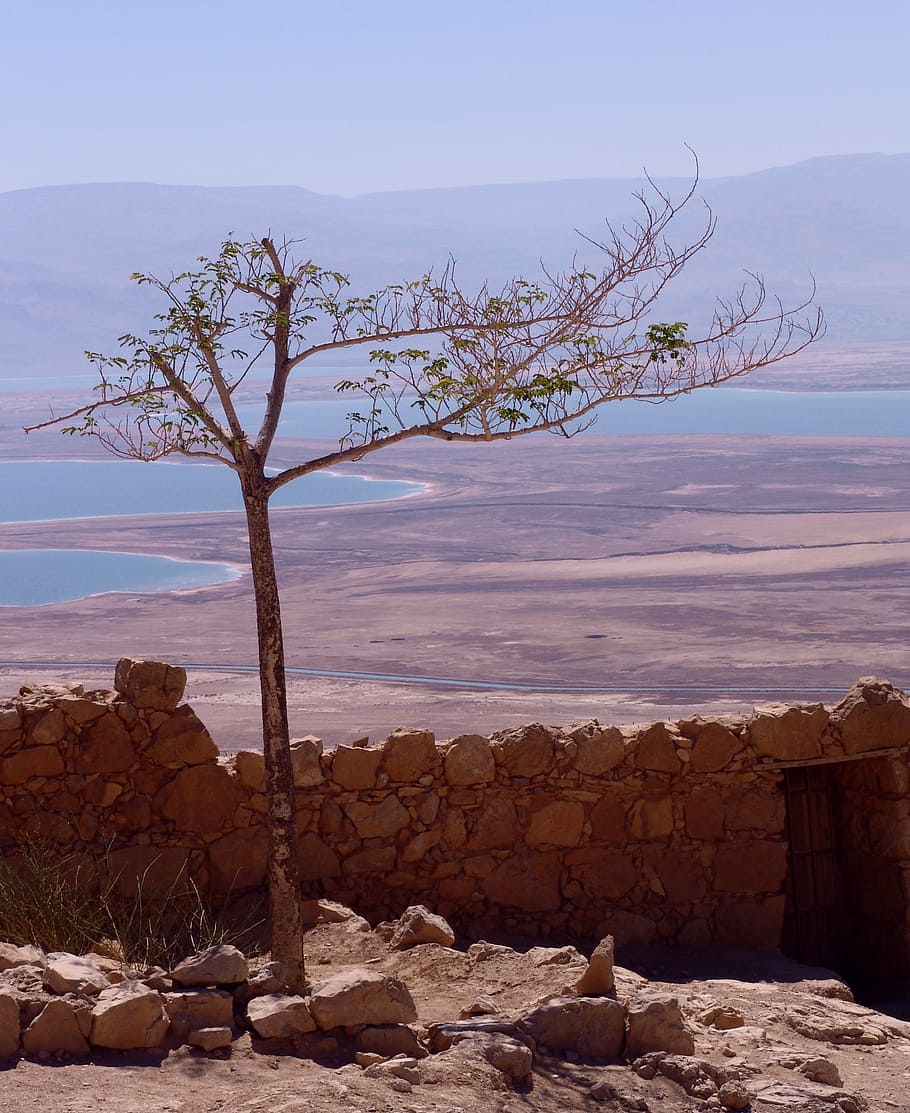 bare, tree, daytime, dead sea, israel, landscape, salt, travel, east, mineral
