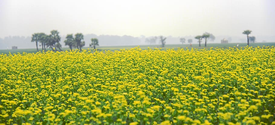 mustard, field, yellow, blossom, nature, agriculture, summer, landscape, plant, flower