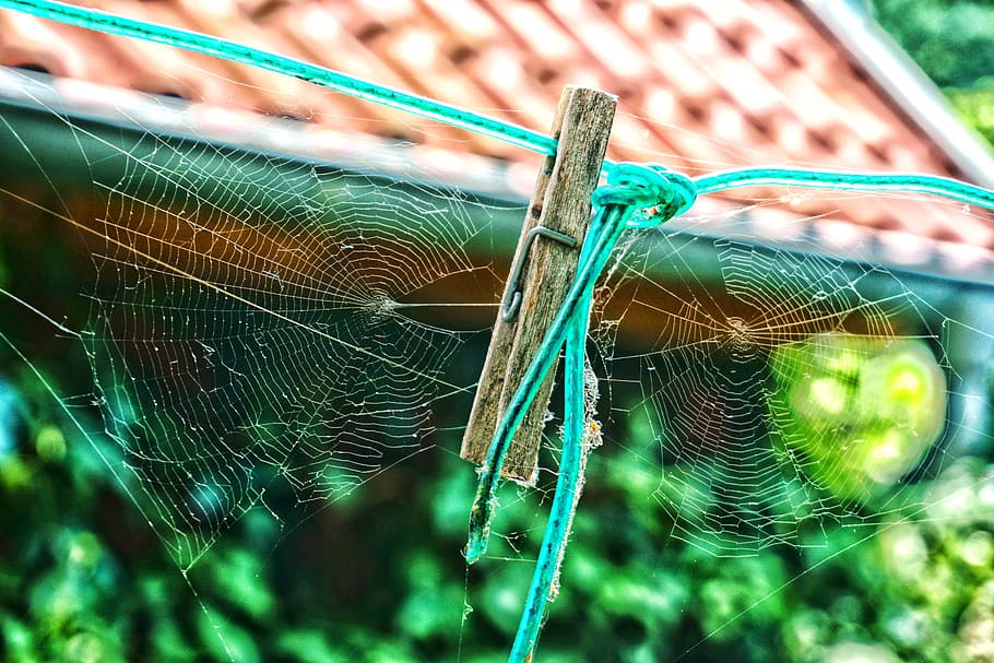 Spider, Webs, Clothes Peg, Time, spider webs, autumn, transience, structure, green, green color