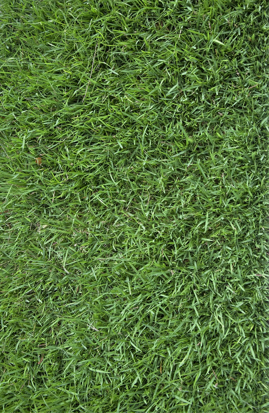 grass, texture, background, green grass, green color, full frame, plant, backgrounds, growth, field