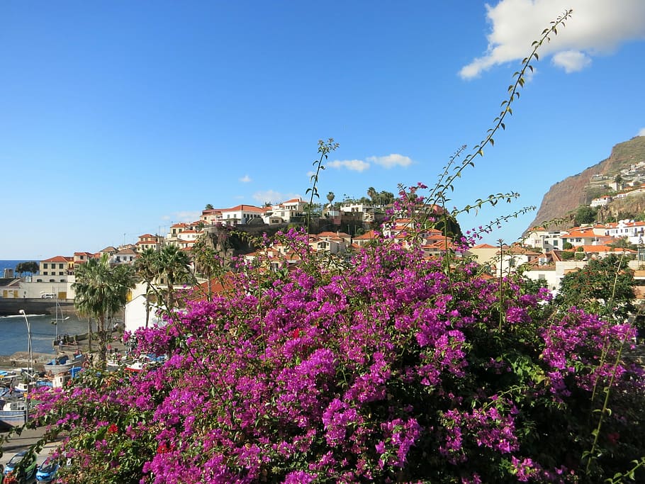 Madeira, Flower Island, Portugal, bunga, langit, di luar rumah, hari, tidak ada orang, alam, tanaman berbunga