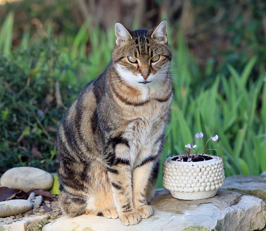 cat beside flower pot, cat, feline, mammal, animal themes, pets, animal, domestic animals, domestic, one animal