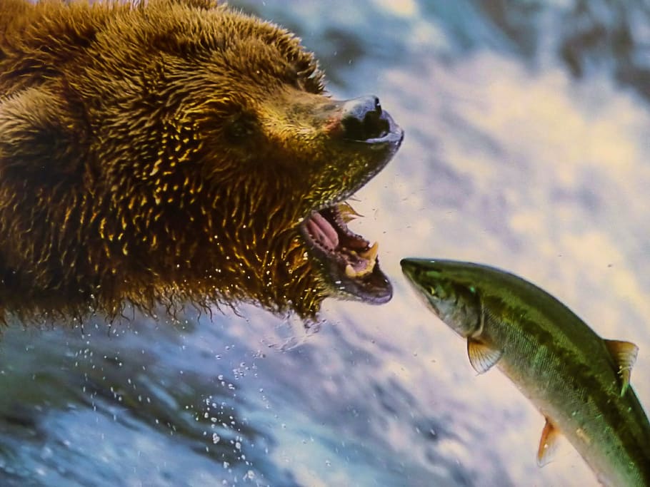 grizzly, bear, catching, fish, waterfall, dangerous, animal, wild life, canada, salmon