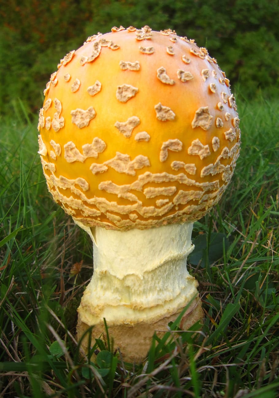 Mushroom, Amanita Flavoconia, Nature, macro, yellow mushroom, fall, autumn, fungus, poisonous, forest