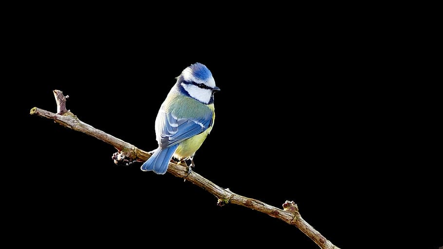 short-beak, blue, yellow, bird, perched, tree twig, blue tit, tit, isolated, black background
