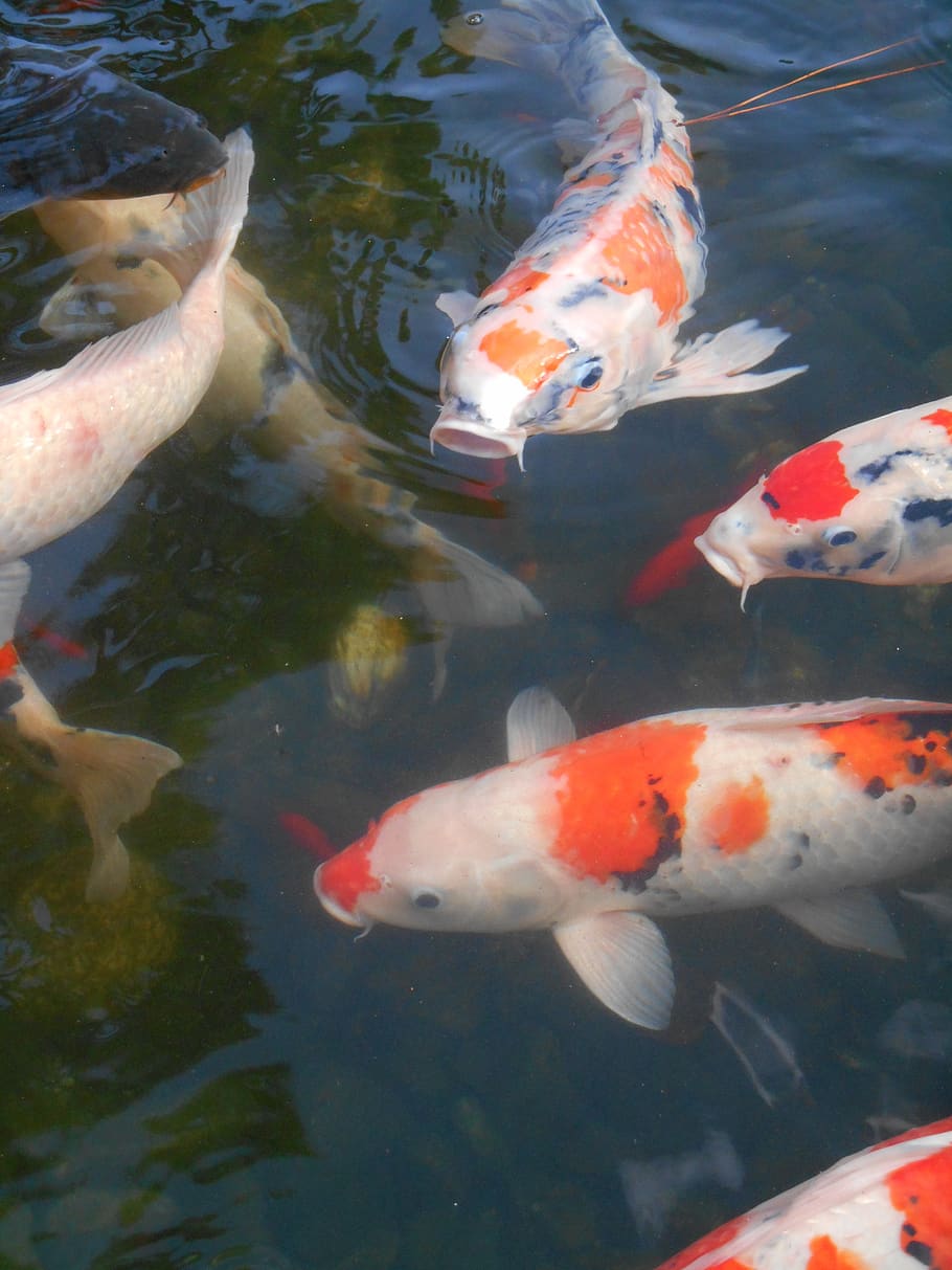 carpa colorida, carpa, peixe, peixe de aquário, vermelho e branco, japão, koi, vívido, lagoa, grupo de animais