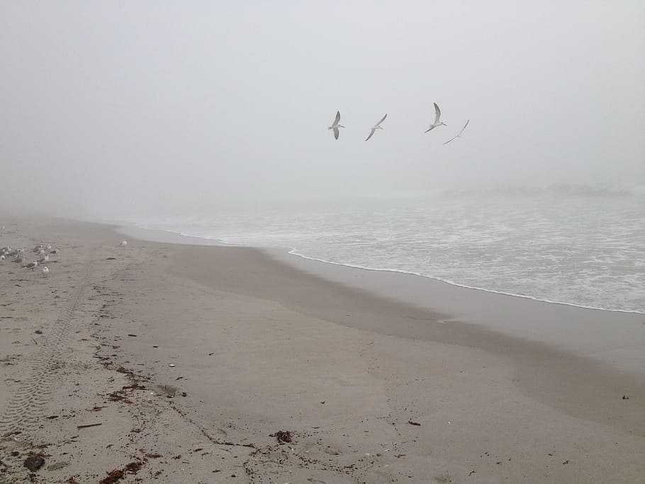 Morning, Beach, Fog, Birds, Shore, seagulls, sand, sea, nature, coastline