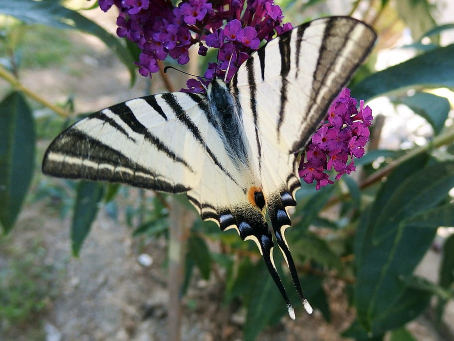swallowtail fruit, butterfly, winged insects, butterfly wings, flower, animal themes, animal wildlife, animal, one animal, flowering plant