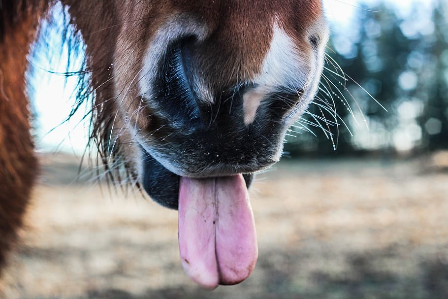 horse, animal, brown, snout, grass, leaves, tongue, tired, animal themes, one animal