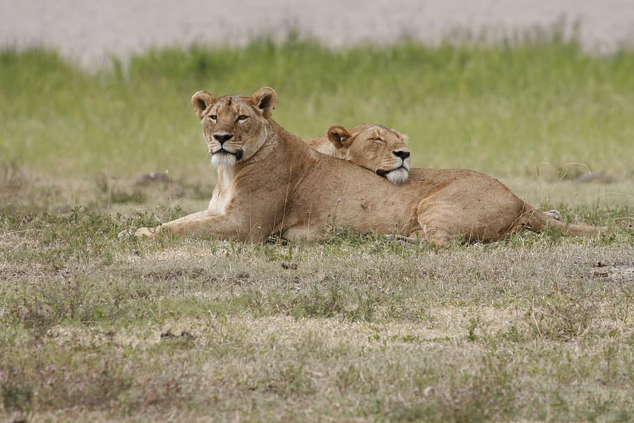 two brown tigers, lion, lioness, lionesses, rest, relax, animal, wildlife, africa, nature