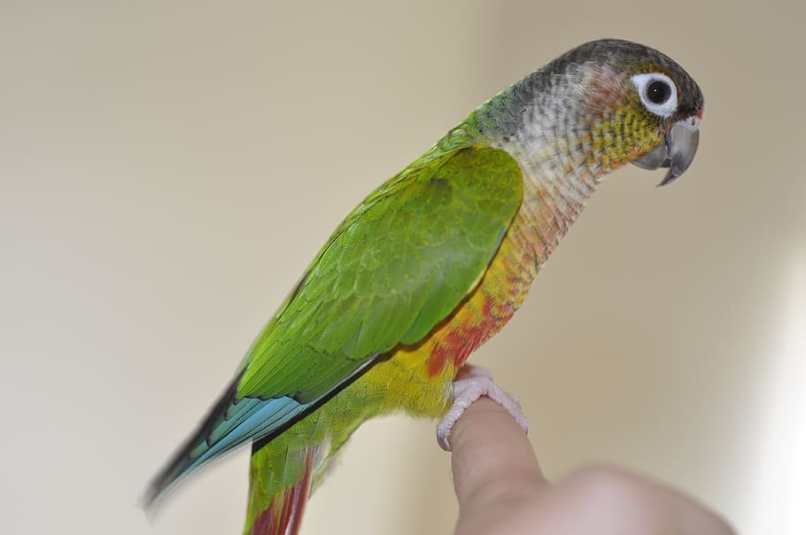 parrot, conure, green cheek conure, tropical bird, green bird, pet bird, bird, psittacidae, pyrrhura, colorful