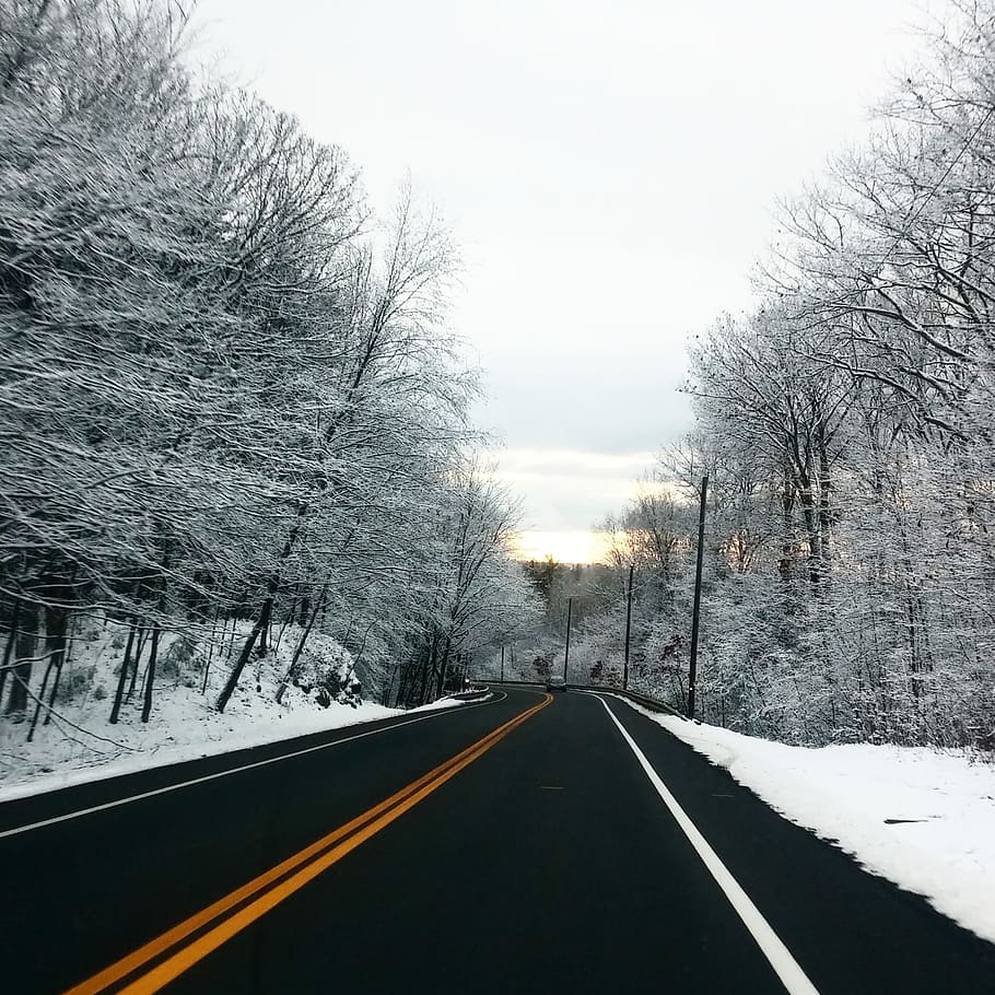 road, path, tree, branches, plant, nature, snow, winter, cold, cold temperature