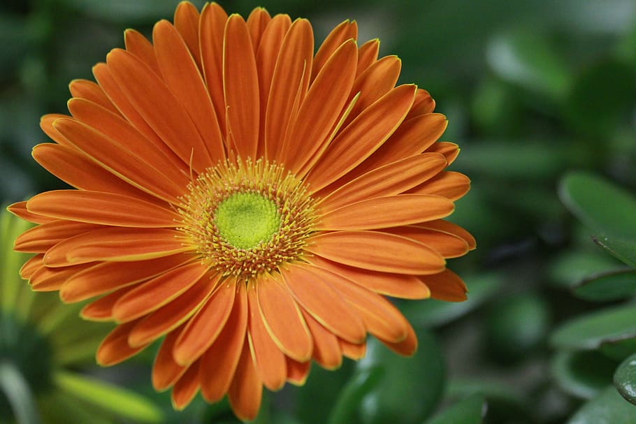 Flower, Close Up, Gerbera, colorfull, petals, orange, orange color, petal, growth, flower head