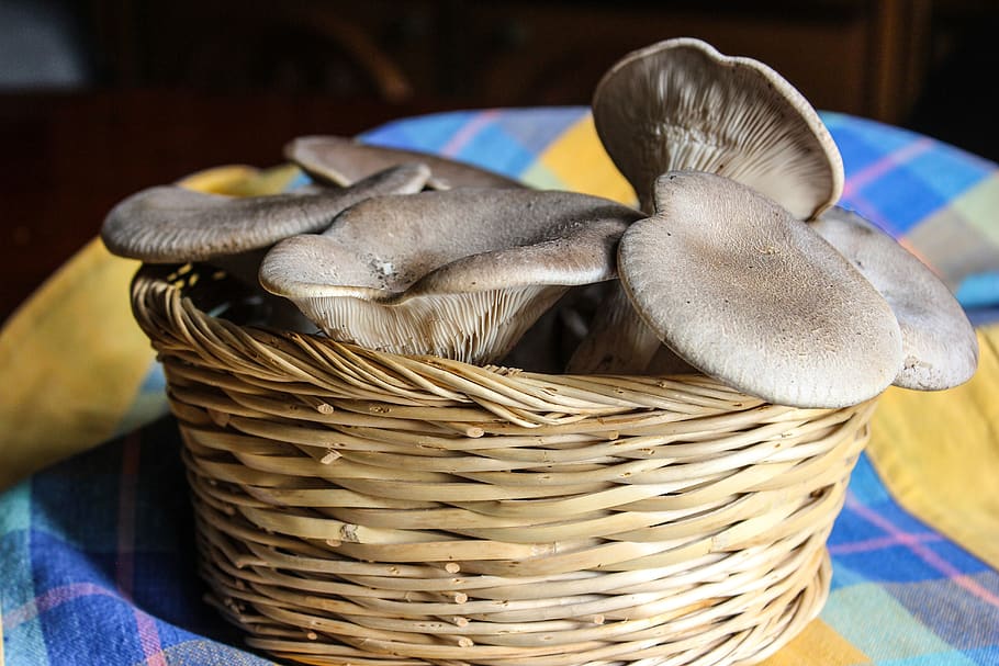 mushrooms, nature, edible, autumn, basket, container, wicker, animal, close-up, focus on foreground
