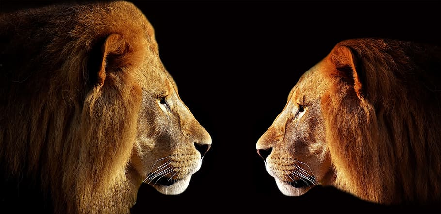 two, lion, lioness photo, two lion, male, face-to-face, combat, young lion, old lion, respect